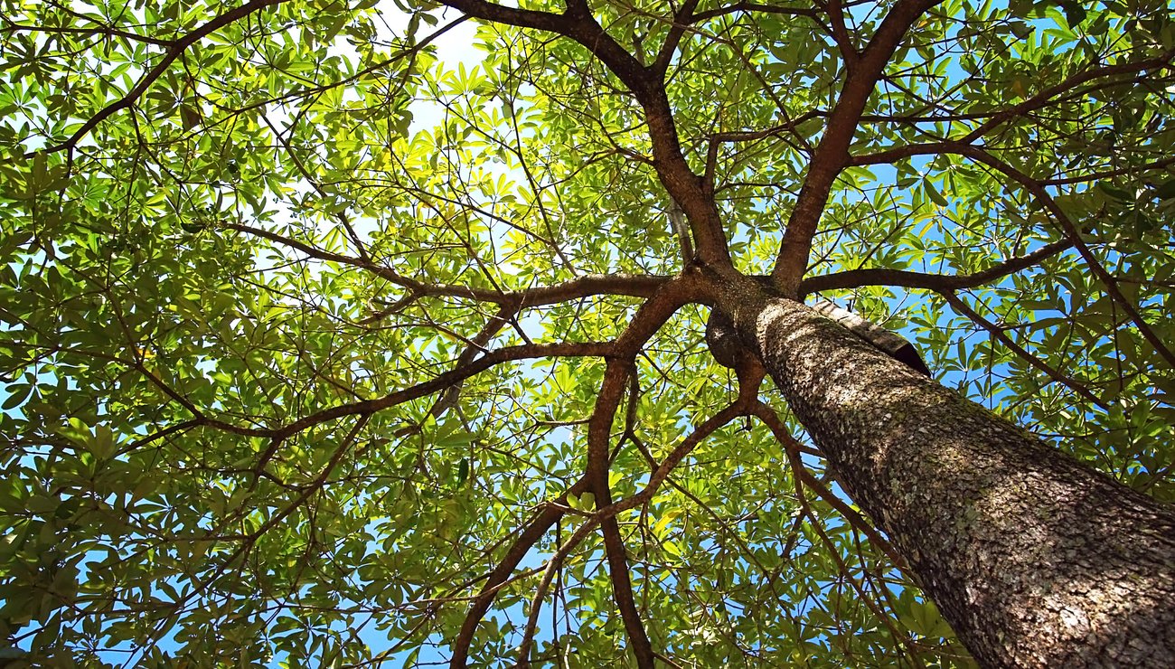 arbre.jpg
